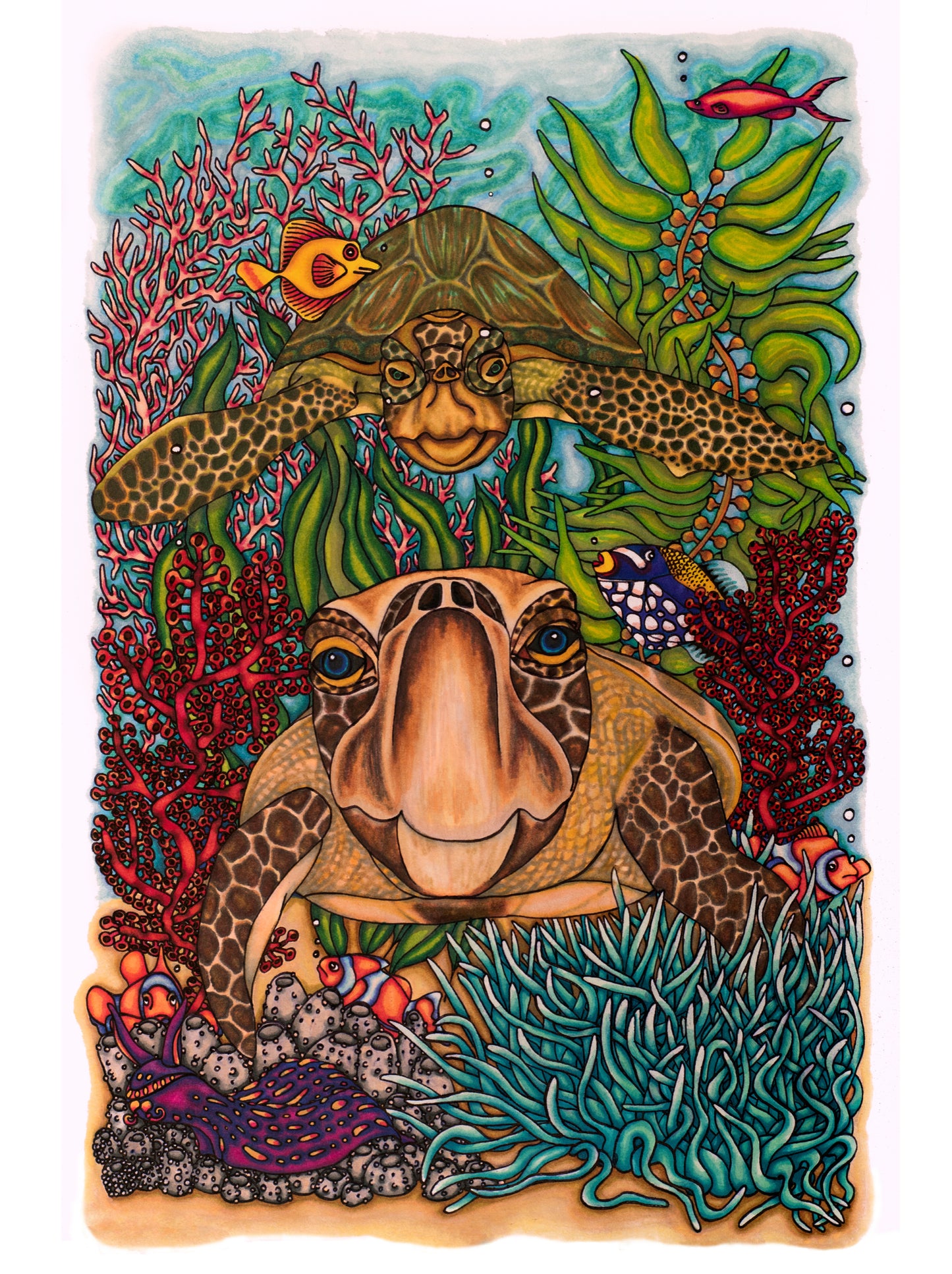 An underwater ocean coral reef scene with Nudibranch, turtles, clown fish, coral, seaweed and other fish and sea plants. This is a very colourful  illustration.